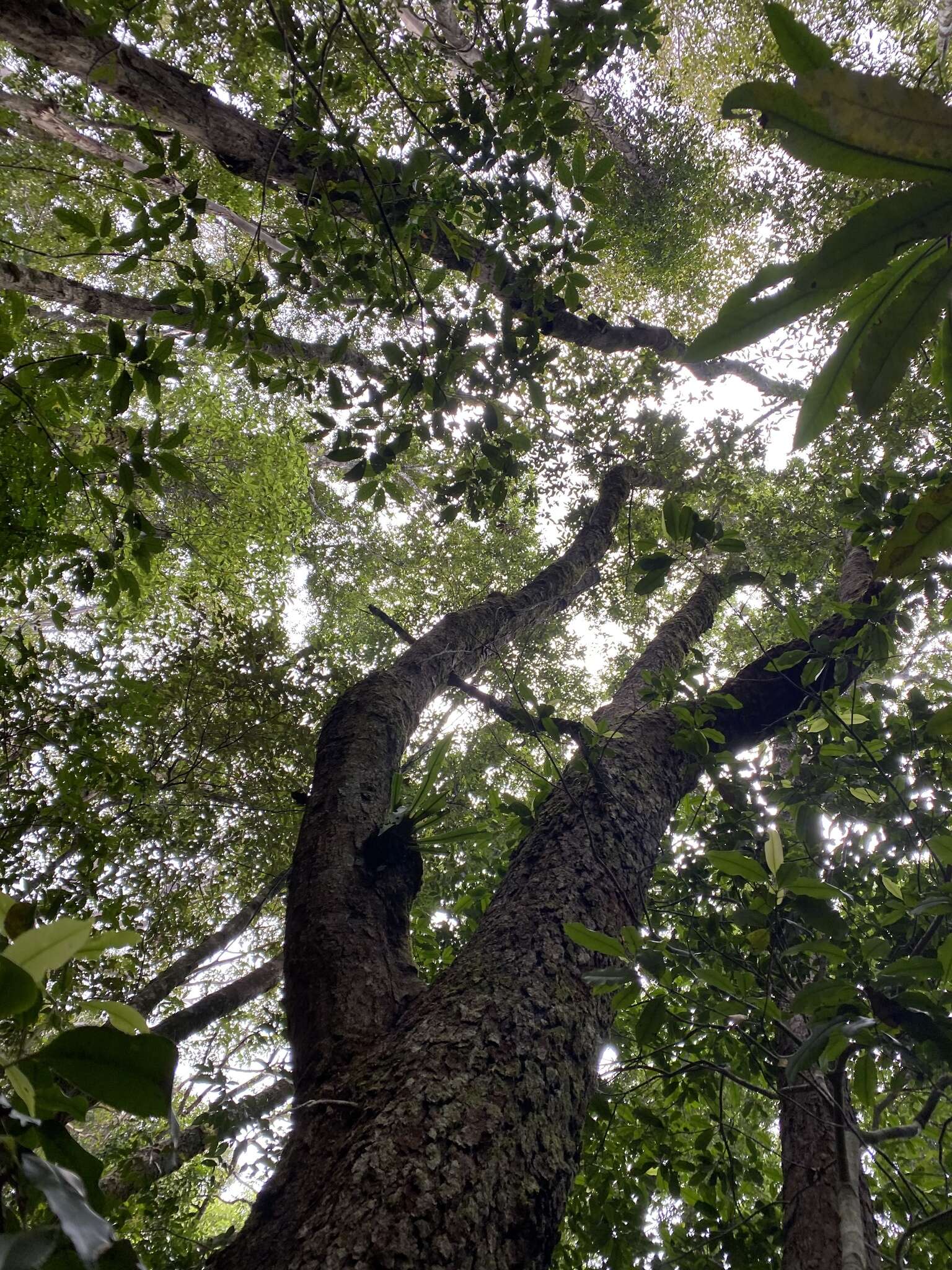 澳洲山毛櫸的图像