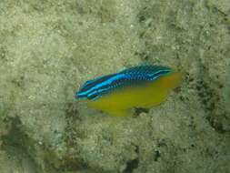 Image of Azurespt damselfish