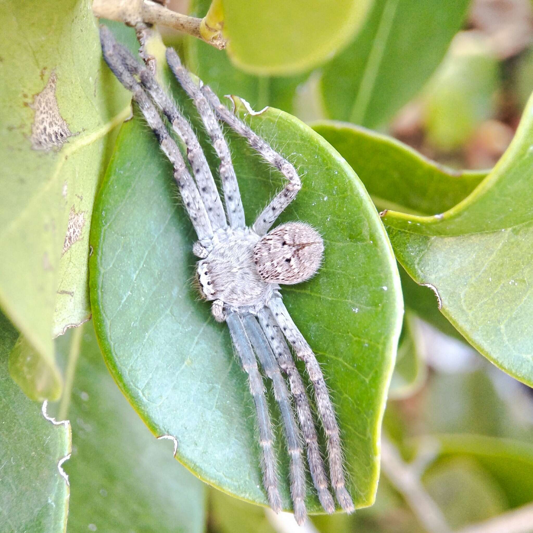 Image of Isopedella cerussata (Simon 1908)