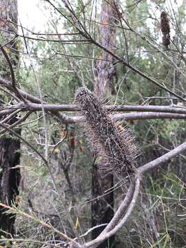 Image of Banksia ericifolia subsp. ericifolia