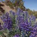 Image of Lupinus oreophilus Phil.