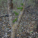 Image of Gardenia vilhelmii Domin