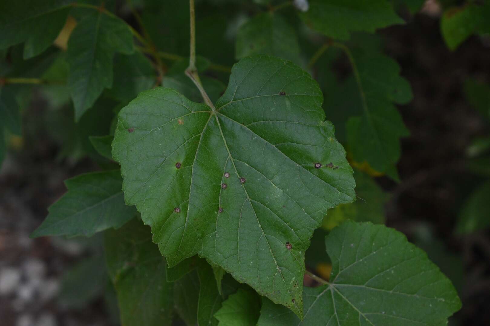 Image of autumn grape