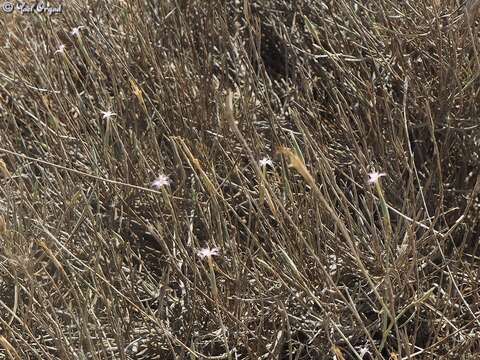 Image of Dianthus sinaicus Boiss.