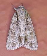 Image of Clear Dagger Moth