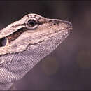 Image of Mallee Heath Lashtail