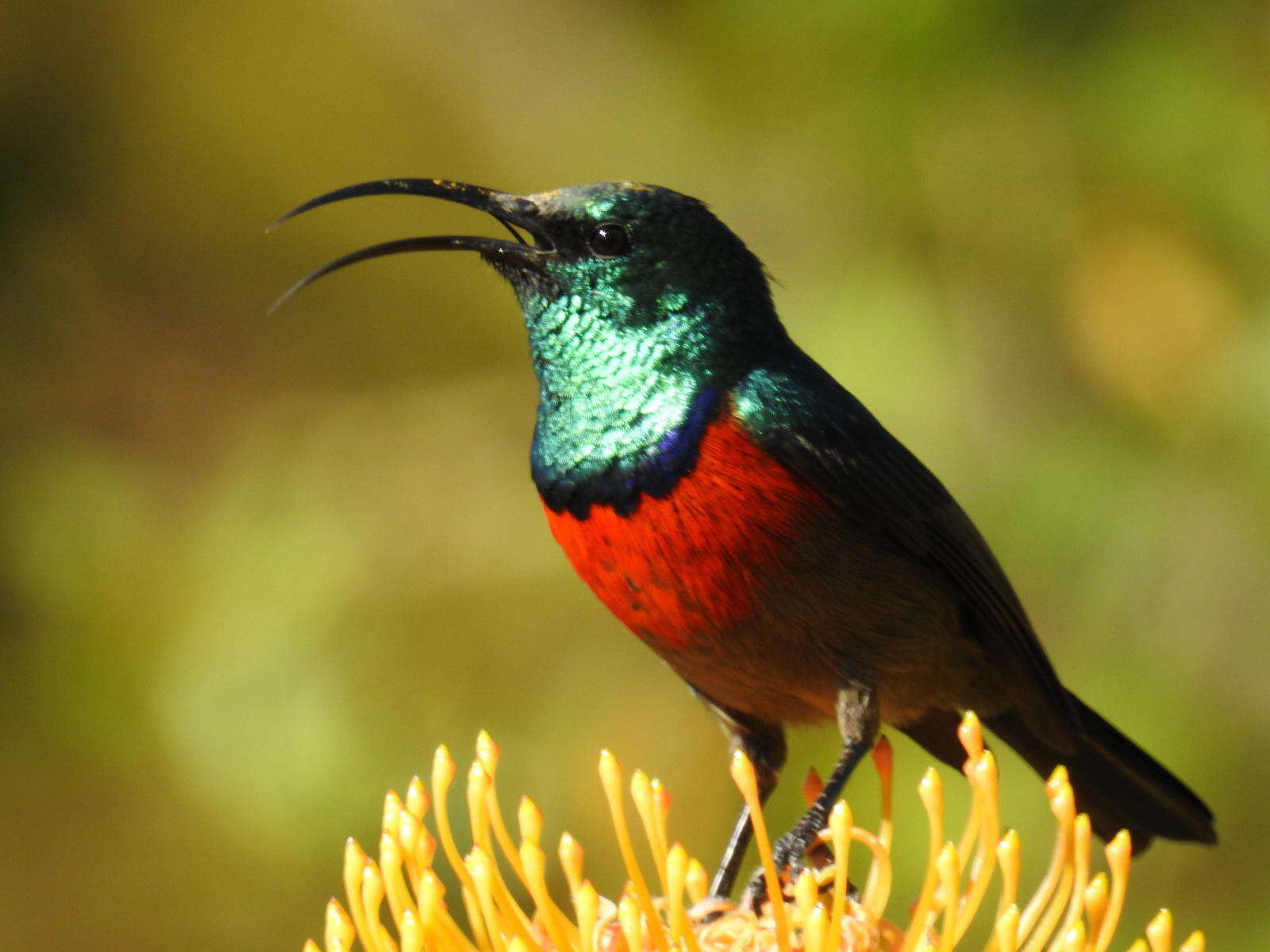 Image of Southern Greater Double-collared Sunbird