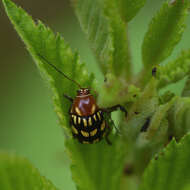 Image of Bassareus clathratus (F. E. Melsheimer 1847)