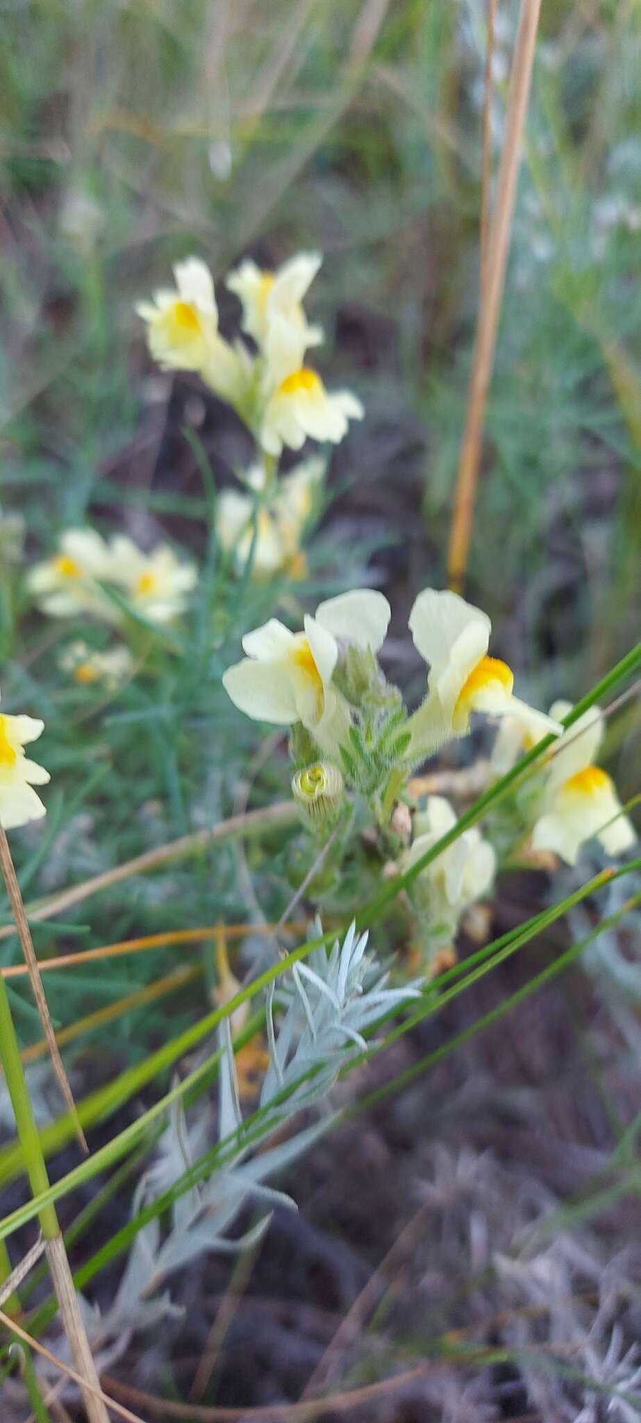 Plancia ëd Linaria buriatica Turcz.