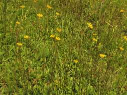 Image of fewleaf sunflower