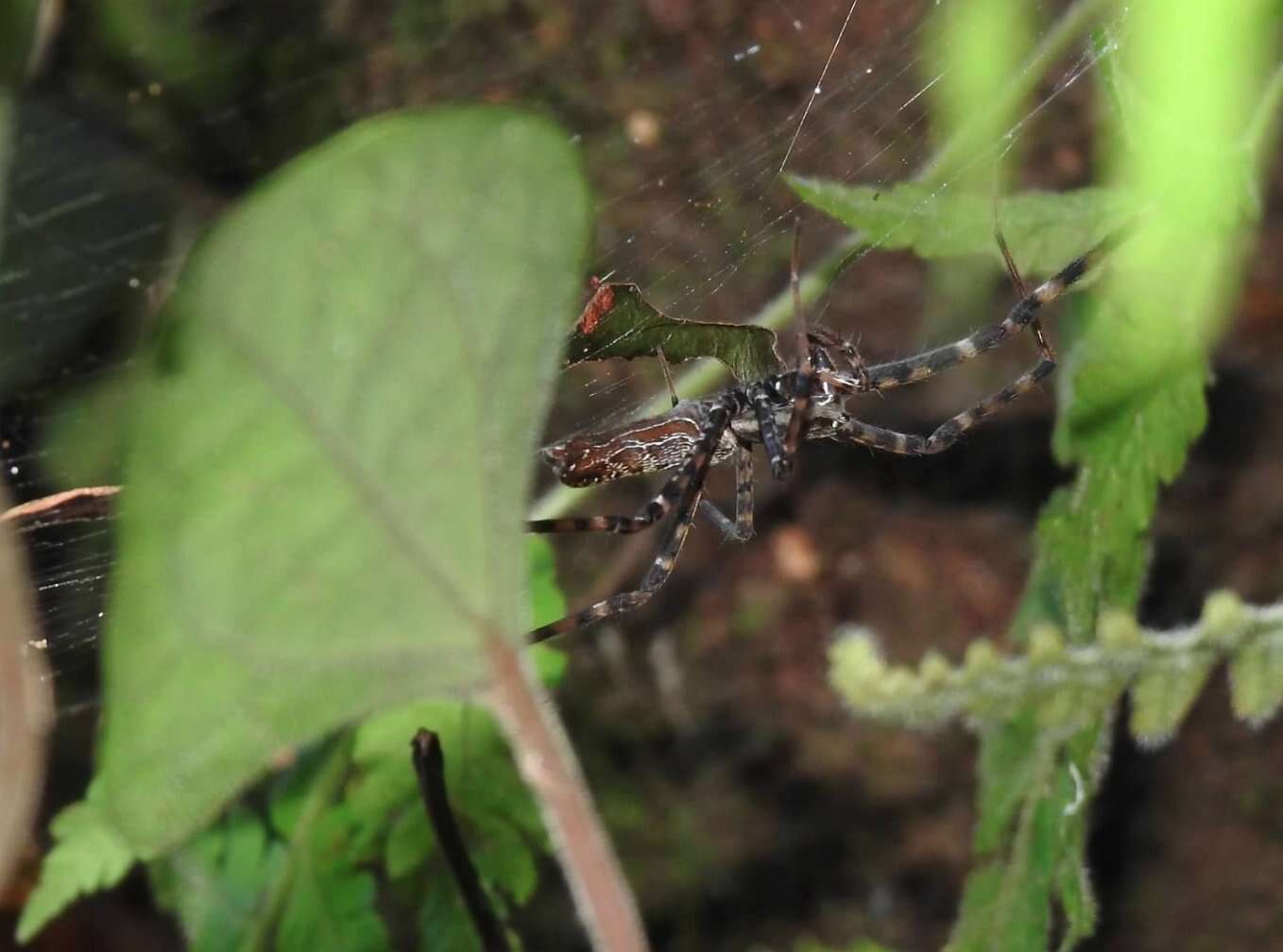 Image of Psechrus rani Wang & Yin 2001