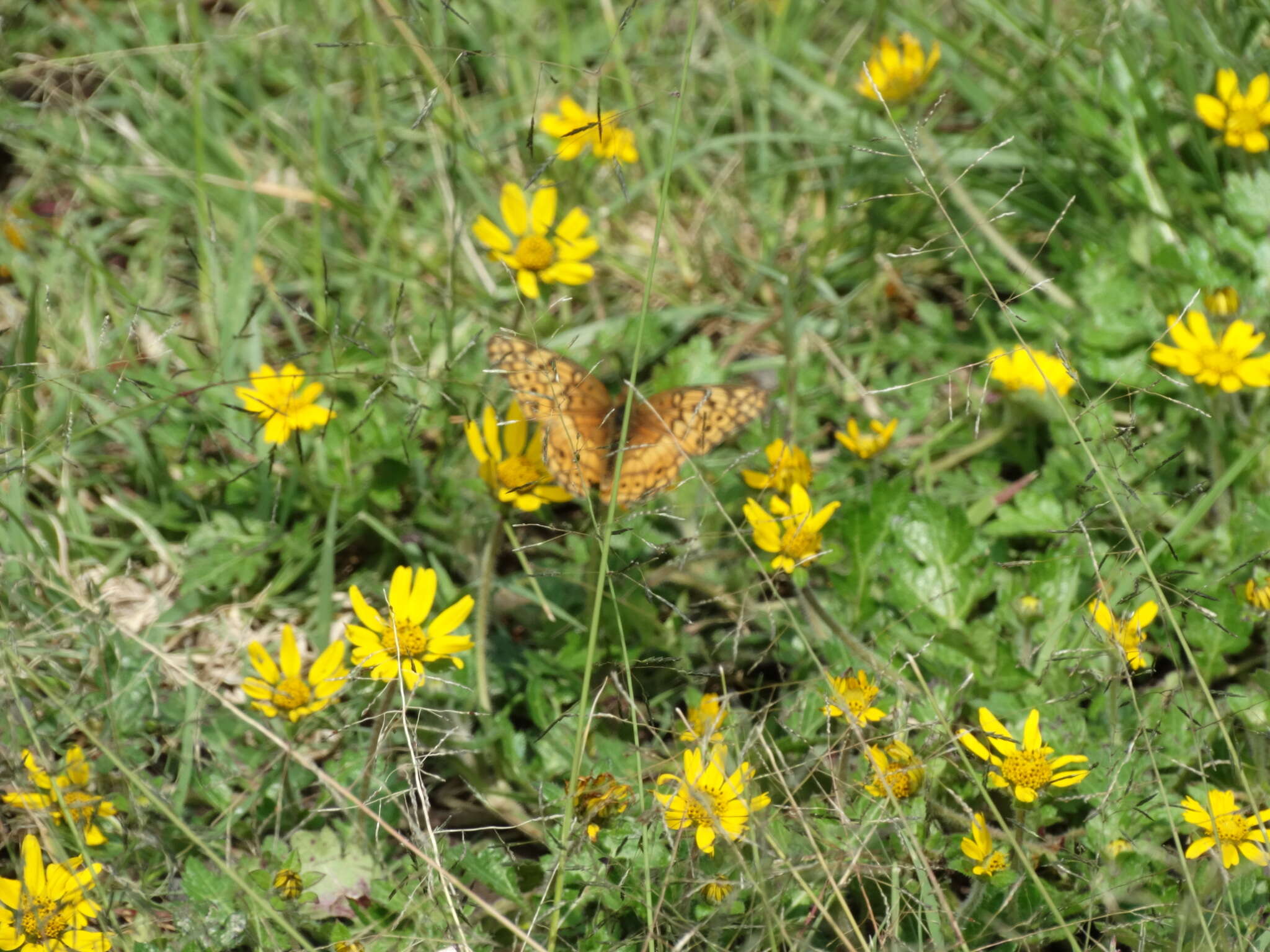 Image of Variegated Fritillary