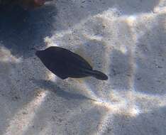 Image of Honeycomb Filefish