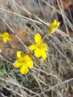 Image of Yellow Flameflower