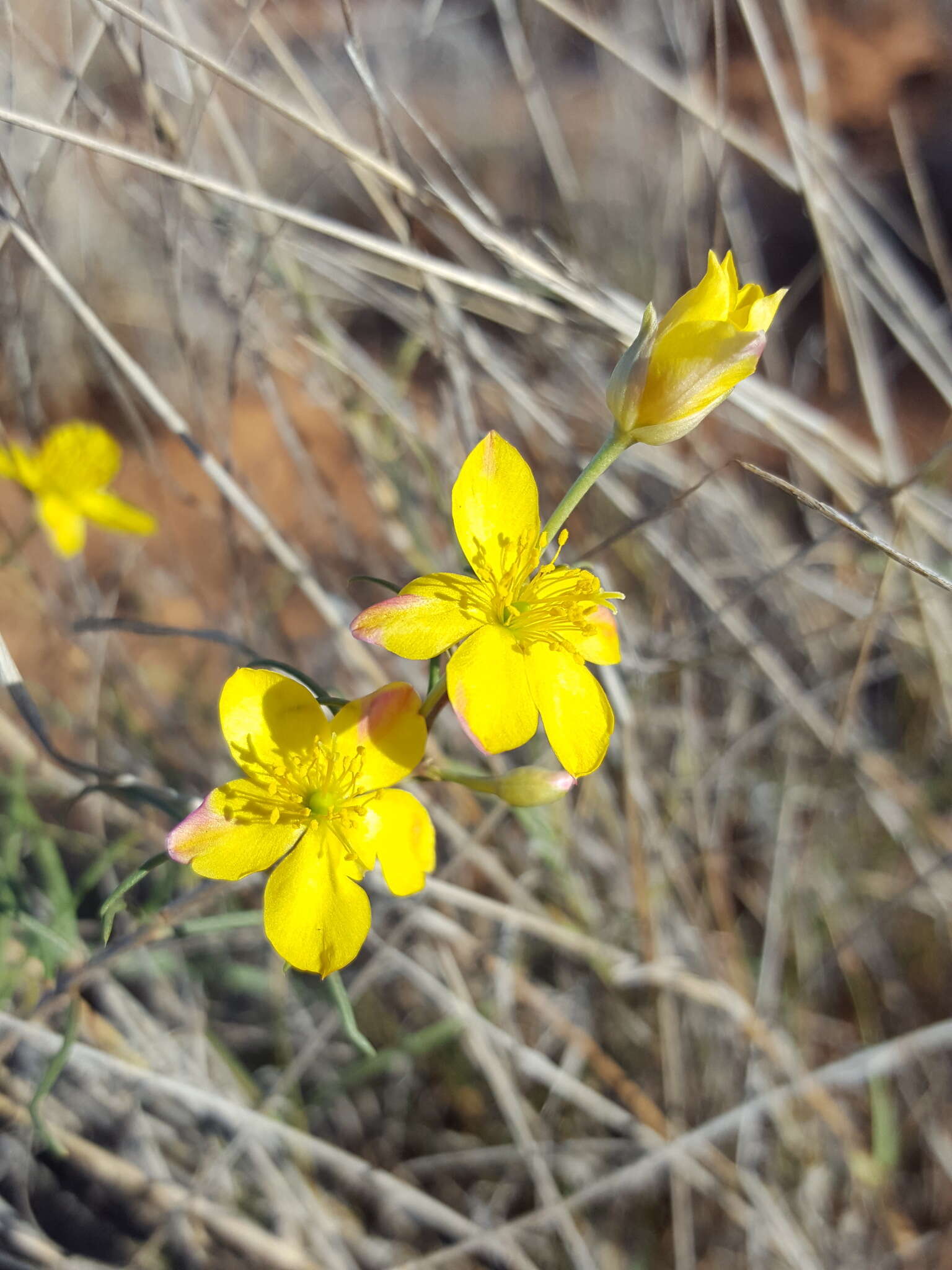 Image of Yellow Flameflower