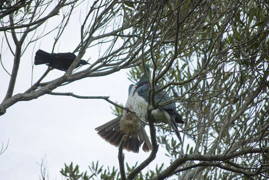 Image of Kererū