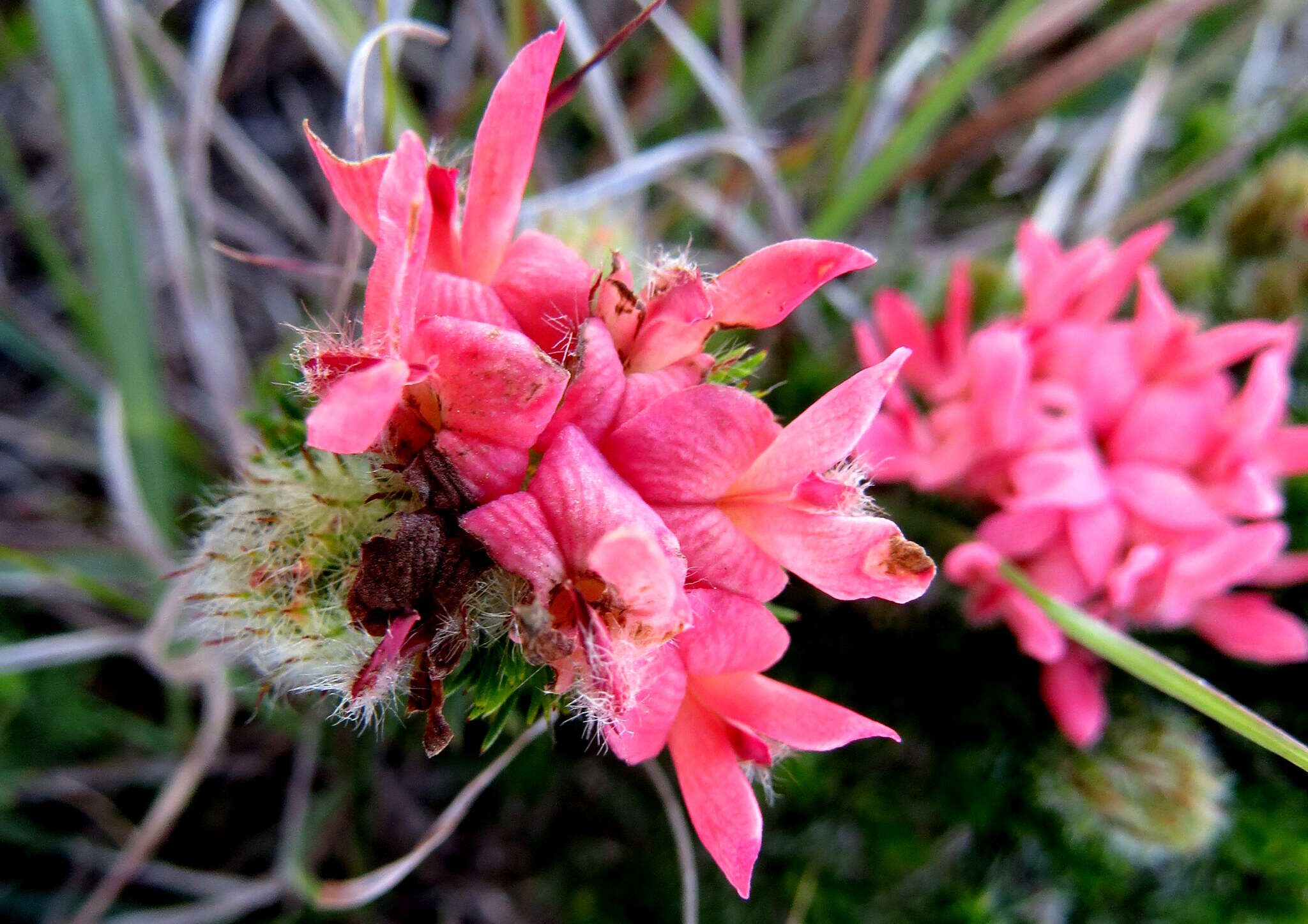 Image of Aspalathus rosea R. Dahlgren