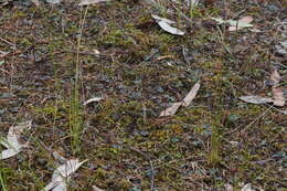 Image of Mayfly orchid