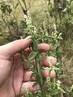 Plancia ëd Pterocaulon redolens