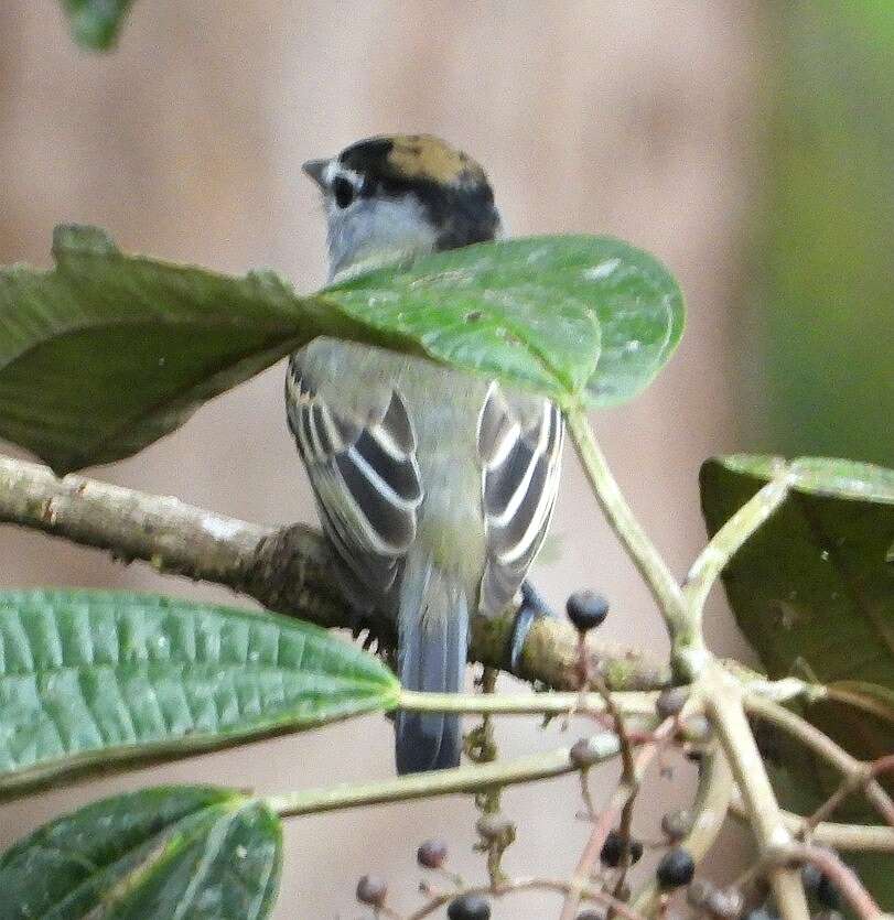 Imagem de Pachyramphus albogriseus Sclater & PL 1857