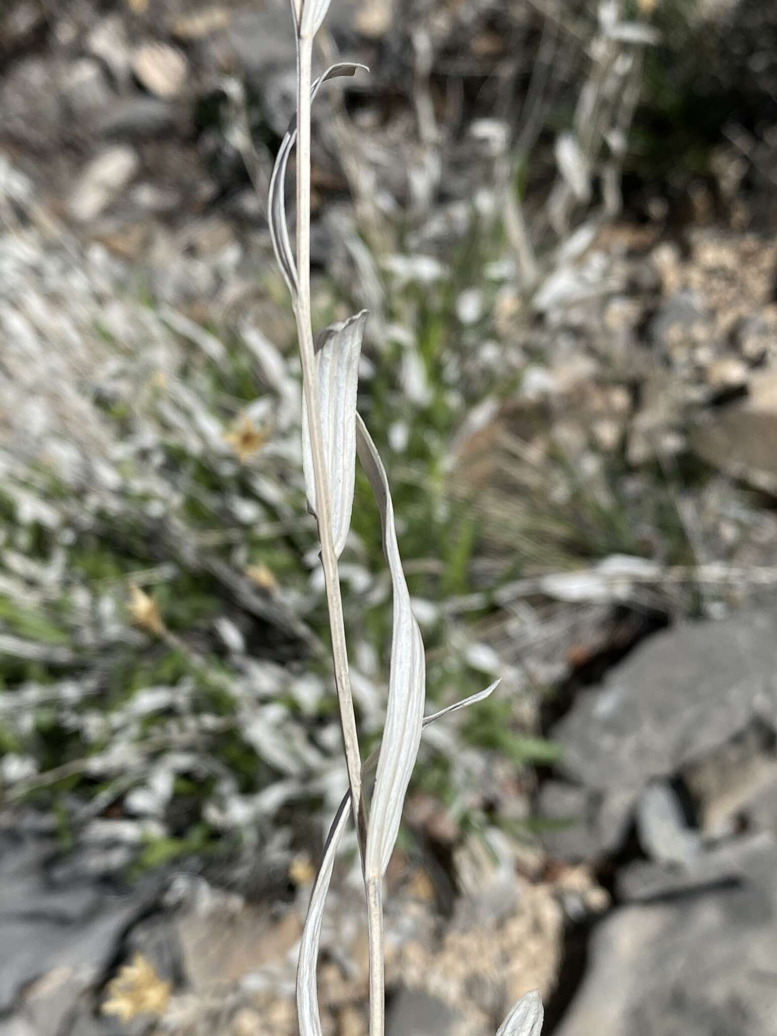 Image of Panamint rock goldenrod