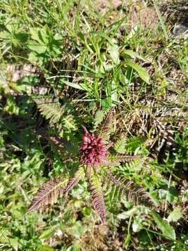 Image of Beakless Red Lousewort