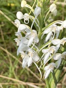 Image de Platanthera blephariglottis var. blephariglottis