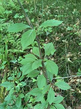 Image of bay starvine