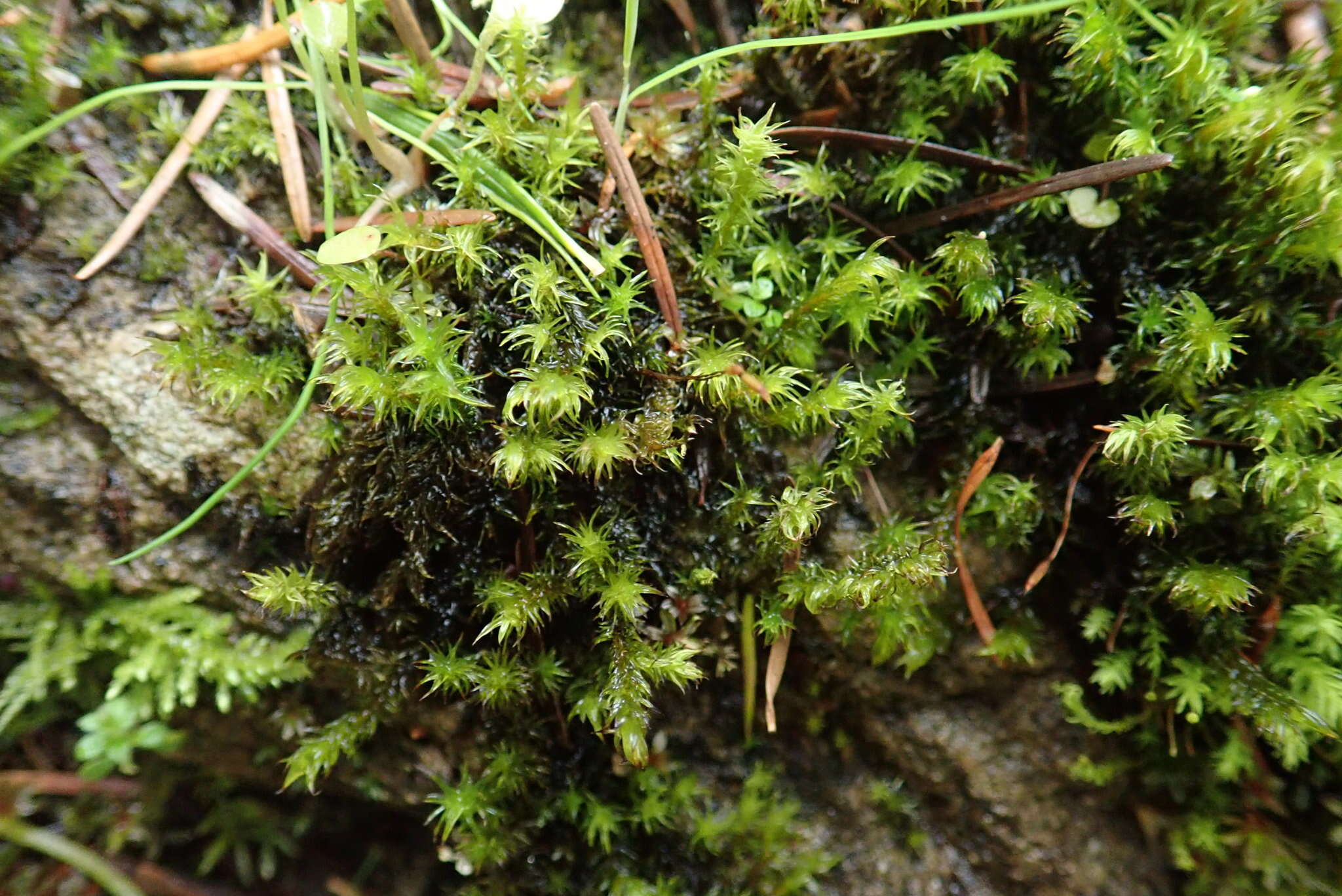 Image of racomitrium moss