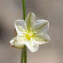 Image of Gordon's buckwheat