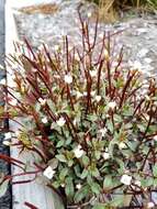 Image of Epilobium alsinoides subsp. atriplicifolium (A. Cunn.) Raven & Engelhorn