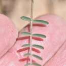 Image of Spring Mountain milkvetch