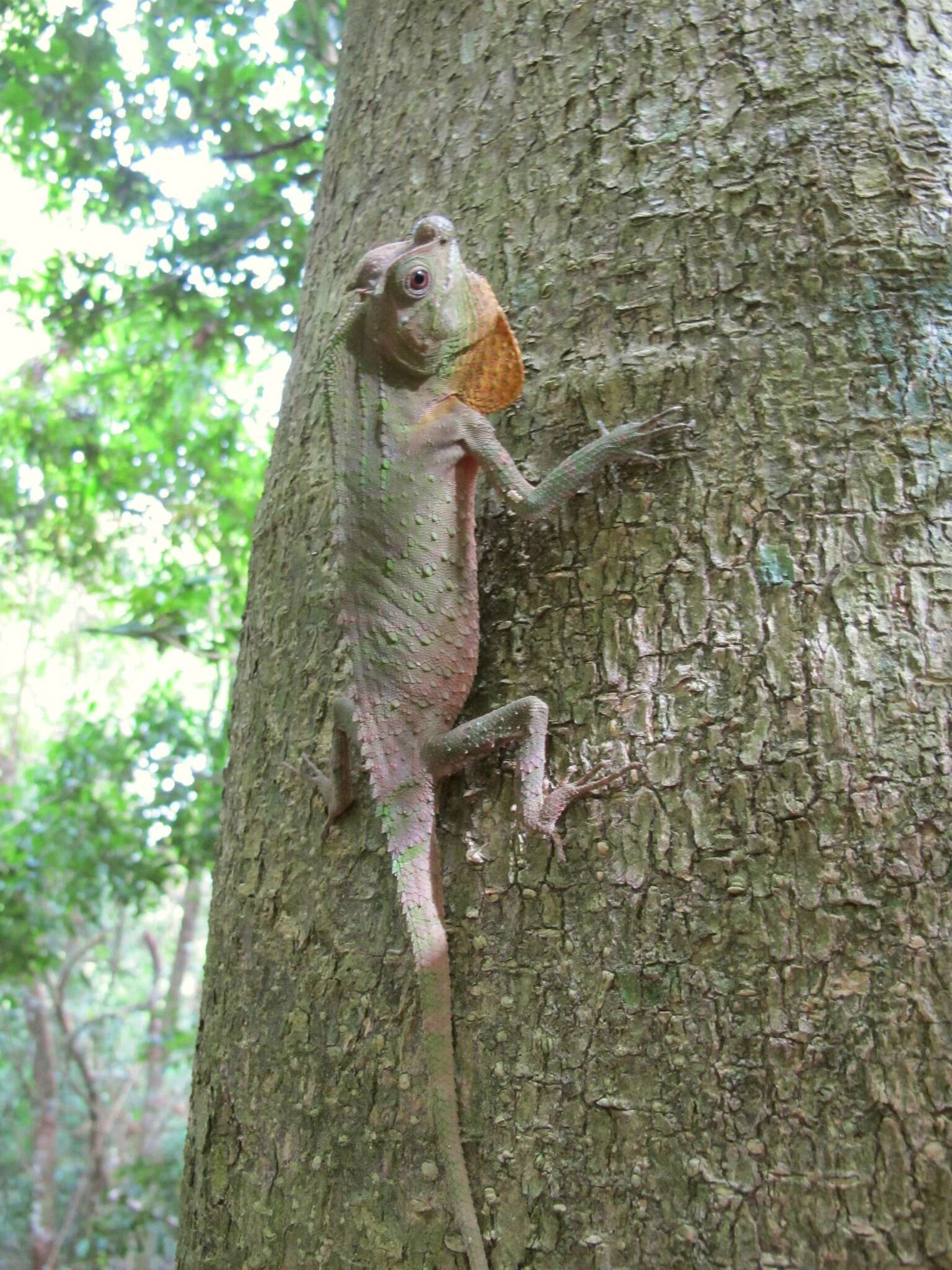 Imagem de Lyriocephalus scutatus (Linnaeus 1758)