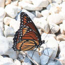 Image of Limenitis archippus watsoni Dos Passos 1938