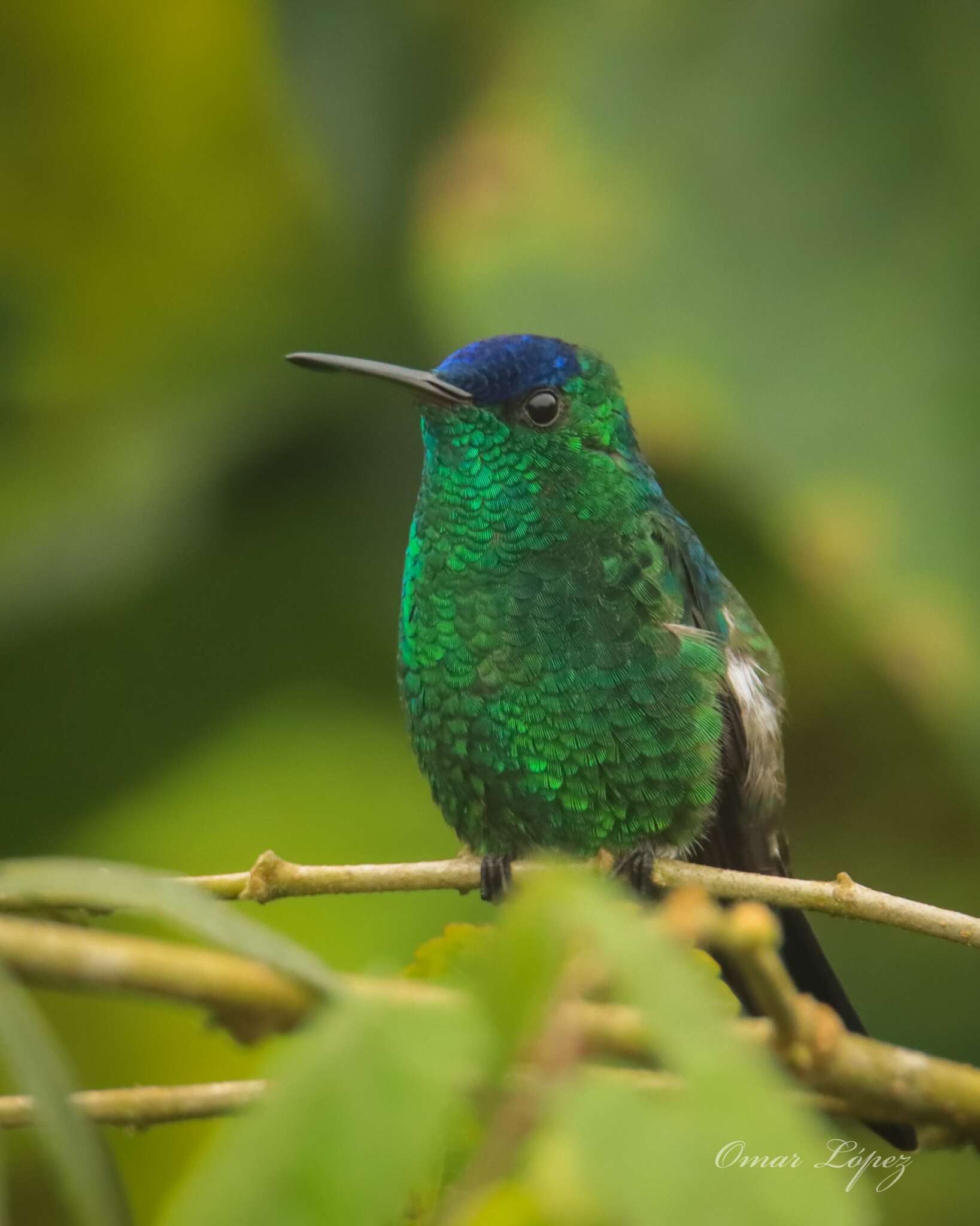 Image of Indigo-capped Hummingbird