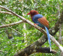 Image of Ceylon Blue Magpie