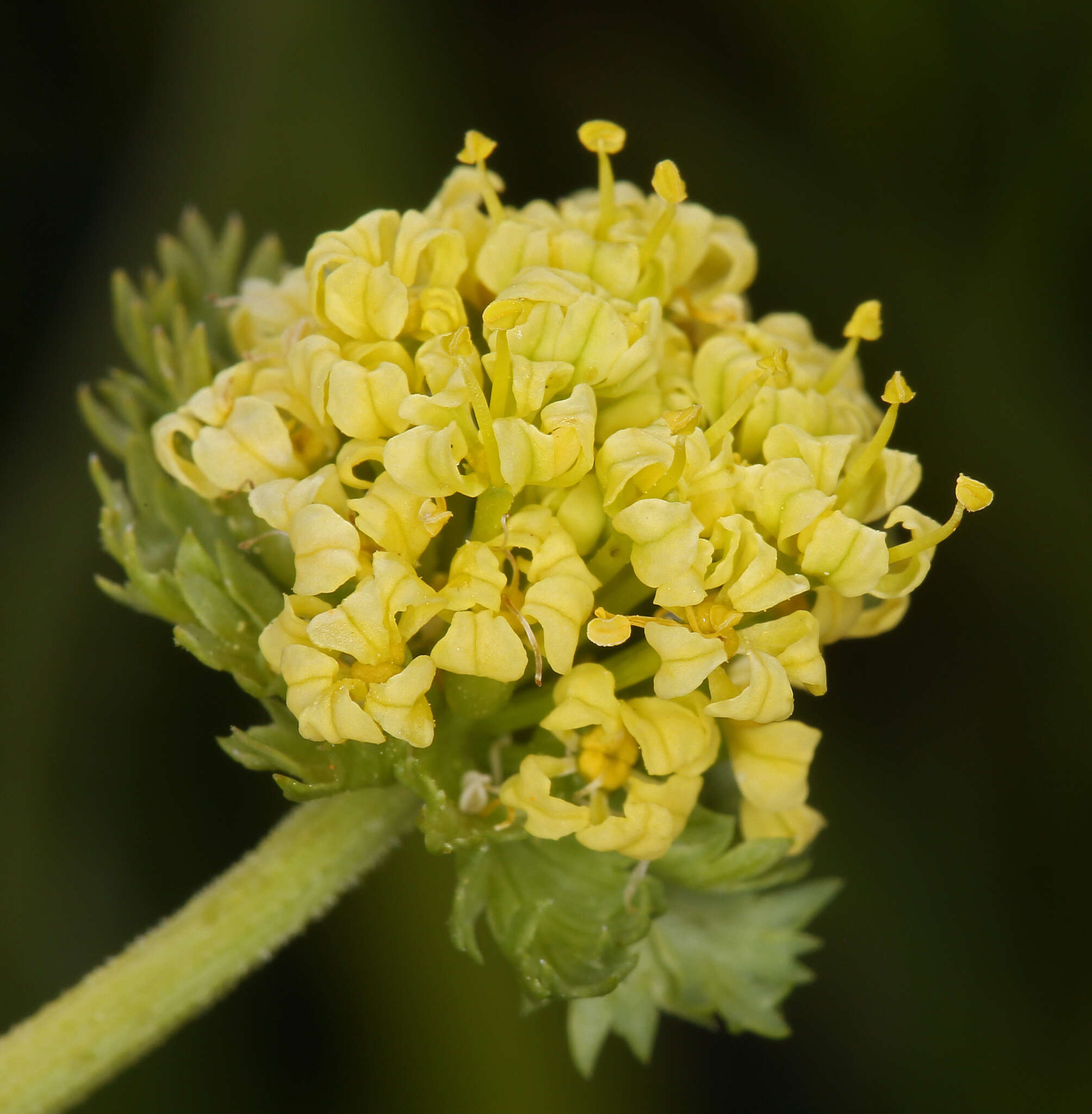 Lomatium caruifolium var. denticulatum (Jepson) Jeps.的圖片