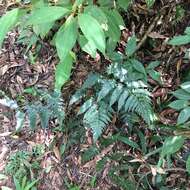 Image of Dryopteris polita Rosenst.