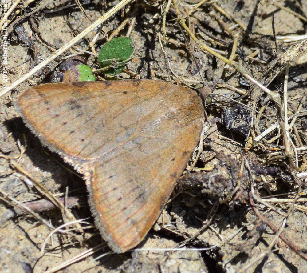 Image of Forage Looper