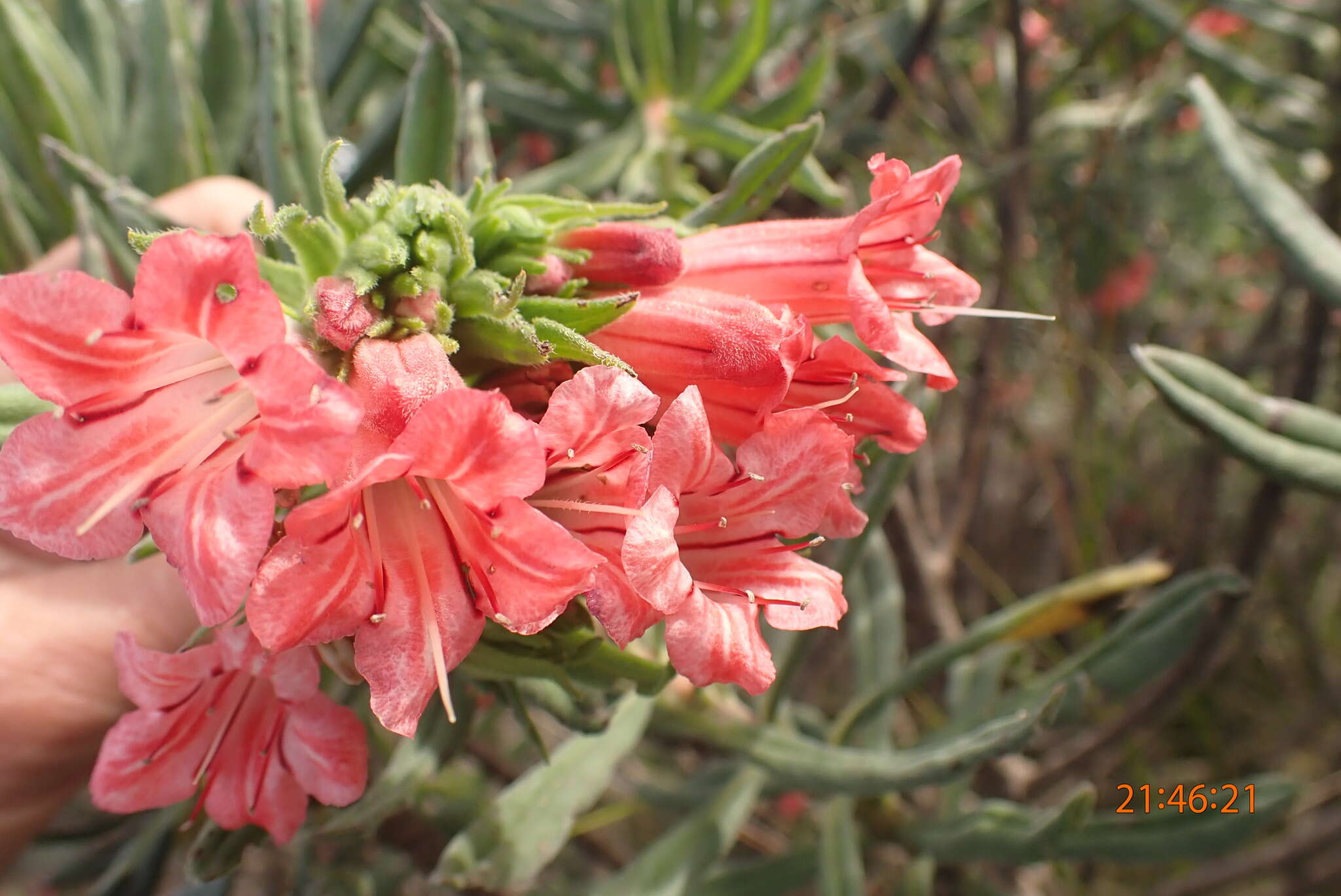 Lobostemon belliformis M. H. Buys resmi