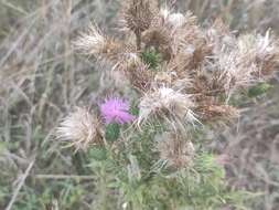 Image of <i>Cirsium <i>vulgare</i></i> subsp. vulgare