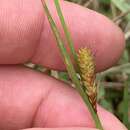 Imagem de Carex punctata var. laevicaulis (Hochst. ex Seub.) Boott