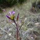 Image of Boechera porphyrea (Wooton & Standl.) Windham, Al-Shehbaz & P. Alexander