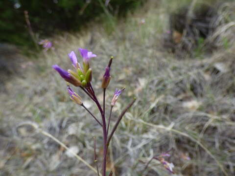 Image of Boechera porphyrea (Wooton & Standl.) Windham, Al-Shehbaz & P. Alexander