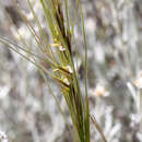 Imagem de Stipa neaei Nees ex Steud.