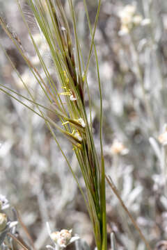 Image de Stipa neaei Nees ex Steud.