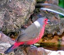 Image of African Firefinch