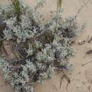 Image of Centella tridentata var. litoralis