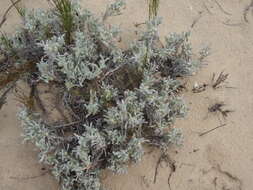 Image of Centella tridentata var. litoralis