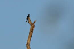 Image of Hair-crested Drongo